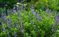 Blue False Indigo (Baptisia Australis) - 5 Pack Of Quart Pots -Cheap US Topiary Plant Store baptisia australis blue false indigo 12