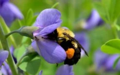 Blue False Indigo (Baptisia Australis) - 5 Pack Of Quart Pots -Cheap US Topiary Plant Store baptisia australis blue wild indigo 3