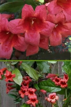 Shalimar Red Crossvine - Bignonia Capreolata - 3 Gallon Pot -Cheap US Topiary Plant Store bignonia shalimar red crossvine 500x750 1