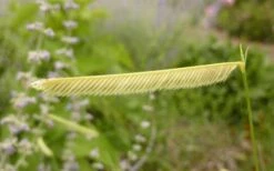 Blonde Ambition Blue Grama Grass (Bouteloua Gracilis) - 1 Gallon Pot -Cheap US Topiary Plant Store bouteloua gracilis blonde ambition grama grass 1