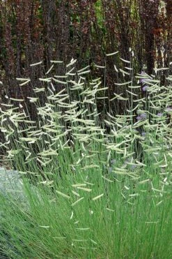 Blonde Ambition Blue Grama Grass (Bouteloua Gracilis) - 1 Gallon Pot -Cheap US Topiary Plant Store bouteloua gracilis blonde ambition grama grass 10