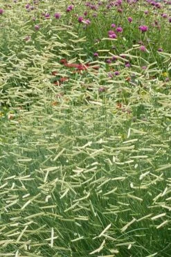 Blonde Ambition Blue Grama Grass (Bouteloua Gracilis) - 1 Gallon Pot -Cheap US Topiary Plant Store bouteloua gracilis blonde ambition grama grass 2