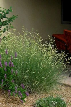 Blonde Ambition Blue Grama Grass (Bouteloua Gracilis) - 1 Gallon Pot -Cheap US Topiary Plant Store bouteloua gracilis blonde ambition grama grass 4