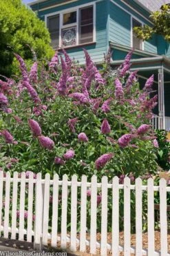 Pink Delight Butterfly Bush - 3 Gallon Pot