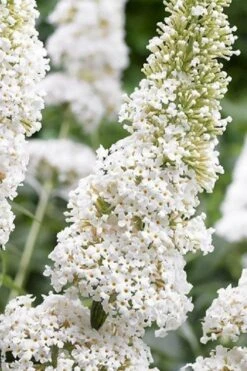 White Profusion Butterfly Bush - 3 Gallon Pot