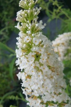 White Profusion Butterfly Bush - 1 Gallon Pot 8 White Profusion Butterfly Bush - 1 Gallon Pot -Cheap US Topiary Plant Store buddleia davidii white profusion butterfly bush 2