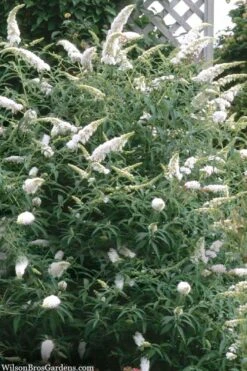 White Profusion Butterfly Bush - 3 Gallon Pot -Cheap US Topiary Plant Store buddleia davidii white profusion butterfly bush 3 1