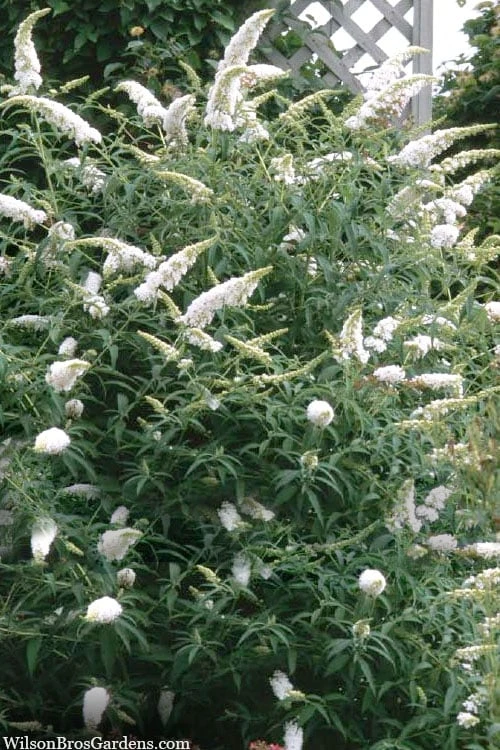 White Profusion Butterfly Bush - 1 Gallon Pot 5 White Profusion Butterfly Bush - 1 Gallon Pot - Image 5