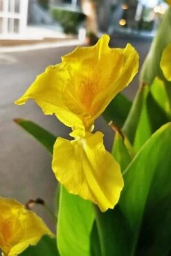 Bandana Of The Everglades Golden Canna Lily - 1 Gallon Pot -Cheap US Topiary Plant Store canna flaccida golden canna lily 2