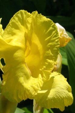 Bandana Of The Everglades Golden Canna Lily - 1 Gallon Pot -Cheap US Topiary Plant Store canna flaccida golden canna lily 3