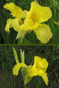 Bandana Of The Everglades Golden Canna Lily - 1 Gallon Pot -Cheap US Topiary Plant Store canna flaccida golden canna lily 9