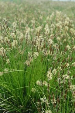 Appalachian Sedge (Carex Appalachia) - 1 Gallon Pot 12 Appalachian Sedge (Carex Appalachia) - 1 Gallon Pot -Cheap US Topiary Plant Store carex appalachica appalachian sedge 1