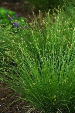 Appalachian Sedge (Carex Appalachia) - 1 Gallon Pot 13 Appalachian Sedge (Carex Appalachia) - 1 Gallon Pot -Cheap US Topiary Plant Store carex appalachica appalachian sedge 2