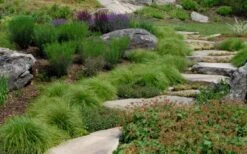 Appalachian Sedge (Carex Appalachia) - 1 Gallon Pot 10 Appalachian Sedge (Carex Appalachia) - 1 Gallon Pot -Cheap US Topiary Plant Store carex appalachica appalachian sedge 5