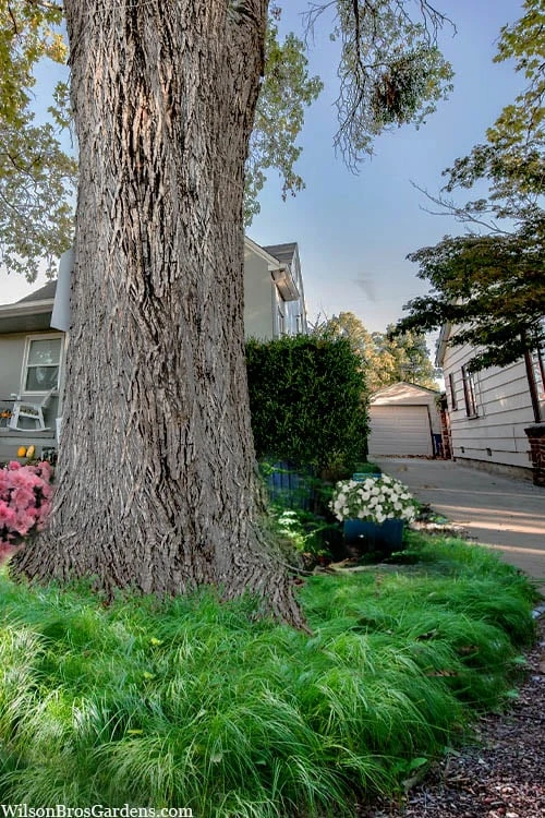 Appalachian Sedge (Carex Appalachia) - 1 Gallon Pot 1 Appalachian Sedge (Carex Appalachia) - 1 Gallon Pot