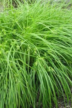 Shallow Sedge (Carex Lurida) - 1 Gallon Pot -Cheap US Topiary Plant Store carex lurida shallow sedge 1