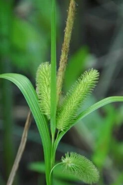 Shallow Sedge (Carex Lurida) - 1 Gallon Pot -Cheap US Topiary Plant Store carex lurida shallow sedge 3