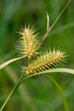 Shallow Sedge (Carex Lurida) - 1 Gallon Pot -Cheap US Topiary Plant Store carex lurida shallow sedge 5