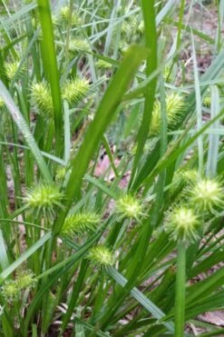 Shallow Sedge (Carex Lurida) - 1 Gallon Pot -Cheap US Topiary Plant Store carex lurida shallow sedge 6