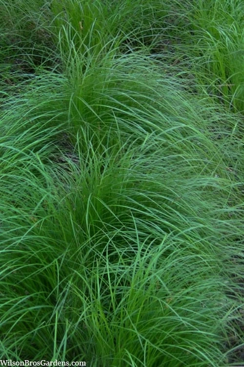 Pennsylvania Sedge (Carex Pennsylvanica) - 6 Pack 1 Gallon Pot 6 Pennsylvania Sedge (Carex Pennsylvanica) - 6 Pack 1 Gallon Pot - Image 6