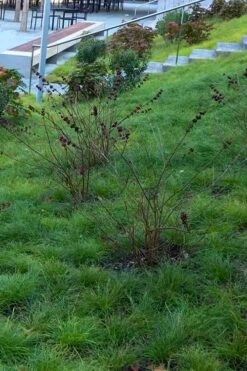 Texas Sedge (Carex Texensis) - 1 Gallon Pot 12 Texas Sedge (Carex Texensis) - 1 Gallon Pot -Cheap US Topiary Plant Store carex texensis texas sedge 1 1