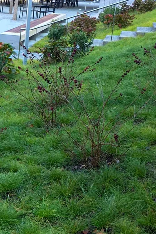 Texas Sedge (Carex Texensis) - 1 Gallon Pot 5 Texas Sedge (Carex Texensis) - 1 Gallon Pot - Image 5