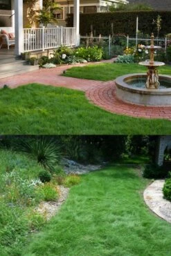 Texas Sedge (Carex Texensis) - 8 Pack Of 1 Gallon Pots -Cheap US Topiary Plant Store carex texensis texas sedge 2