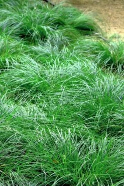 Texas Sedge (Carex Texensis) - 1 Gallon Pot 15 Texas Sedge (Carex Texensis) - 1 Gallon Pot -Cheap US Topiary Plant Store carex texensis texas sedge 3 1