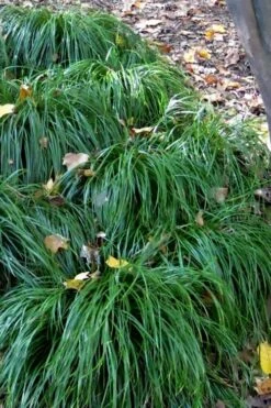 Texas Sedge (Carex Texensis) - 1 Gallon Pot 14 Texas Sedge (Carex Texensis) - 1 Gallon Pot -Cheap US Topiary Plant Store carex texensis texas sedge 5 1