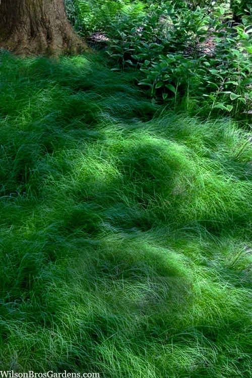 Texas Sedge (Carex Texensis) - 1 Gallon Pot 1 Texas Sedge (Carex Texensis) - 1 Gallon Pot