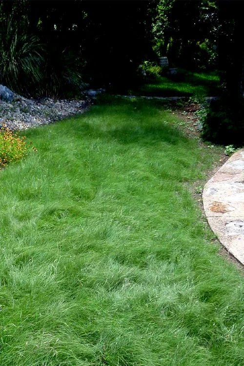 Texas Sedge (Carex Texensis) - 1 Gallon Pot 4 Texas Sedge (Carex Texensis) - 1 Gallon Pot - Image 4