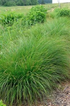 Fox Sedge (Carex Vulpinoidea) - 6 Pack Of 1 Gallon Pots -Cheap US Topiary Plant Store carex vulpinoidea fox sedge 1