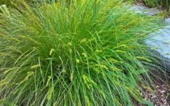 Fox Sedge (Carex Vulpinoidea) - 6 Pack Of 1 Gallon Pots -Cheap US Topiary Plant Store carex vulpinoidea fox sedge 2