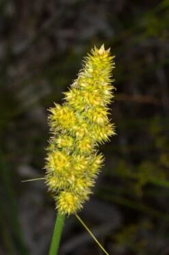Fox Sedge (Carex Vulpinoidea) - 6 Pack Of 1 Gallon Pots -Cheap US Topiary Plant Store carex vulpinoidea fox sedge 4