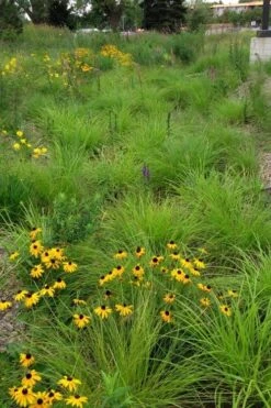 Fox Sedge (Carex Vulpinoidea) - 6 Pack Of 1 Gallon Pots -Cheap US Topiary Plant Store carex vulpinoidea fox sedge 5