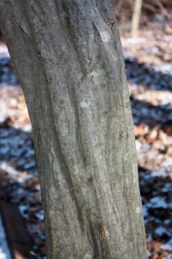 American Hornbeam (Ironwood Tree) - 5 Gallon Pot -Cheap US Topiary Plant Store carpinus caroliniana american hornbeam 3