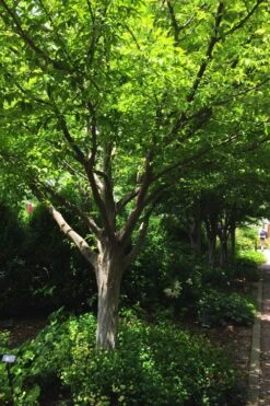 American Hornbeam (Ironwood Tree) - 5 Gallon Pot -Cheap US Topiary Plant Store carpinus caroliniana american hornbeam 4