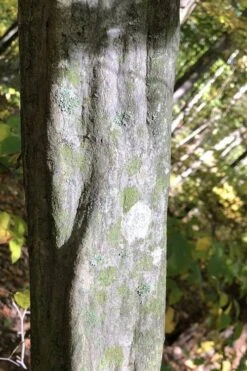 American Hornbeam (Ironwood Tree) - 5 Gallon Pot -Cheap US Topiary Plant Store carpinus caroliniana american hornbeam 5