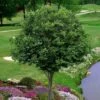 American Hornbeam (Ironwood Tree) - 5 Gallon Pot