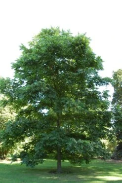 Avalon Pecan Tree - 5 Gallon Pot 10 Avalon Pecan Tree - 5 Gallon Pot -Cheap US Topiary Plant Store carya illinionensis hardy pecan 2