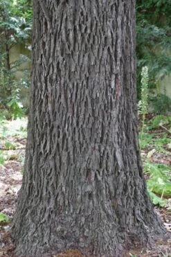 Cherryle Pecan Tree - 5 Gallon Pot -Cheap US Topiary Plant Store carya illinionensis hardy pecan 6 1