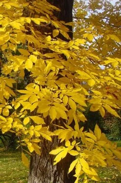 Cherryle Pecan Tree - 5 Gallon Pot -Cheap US Topiary Plant Store carya illinionensis hardy pecan fall leaf color 4 1