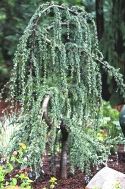 Serpentine Weeping Blue Atlas Cedar - 5 Gallon Pot -Cheap US Topiary Plant Store ceadr blue atlas serpentine 1