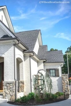 Serpentine Weeping Blue Atlas Cedar - 5 Gallon Pot -Cheap US Topiary Plant Store cedar blue atlas serpentine 11