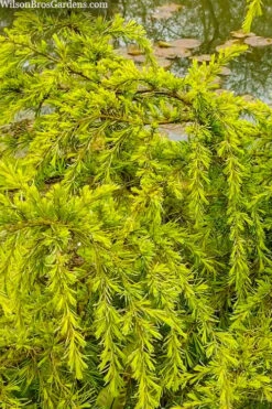 Gold Cascade Deodar Cedar (Single Trunk Topiary Tree)- 7 Gallon Pot -Cheap US Topiary Plant Store cedrus deodara gold cascade single trunk tree form topiary 3