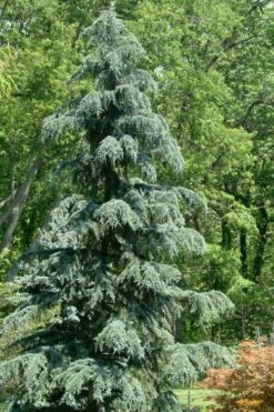 Karl Fuchs Deodar Cedar - 3 Gallon Pot -Cheap US Topiary Plant Store cedrus deodara karl fuchs himalayan cedar 1