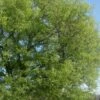 Sugarberry Tree (Celtis Laevigata) - 1 Gallon Pot