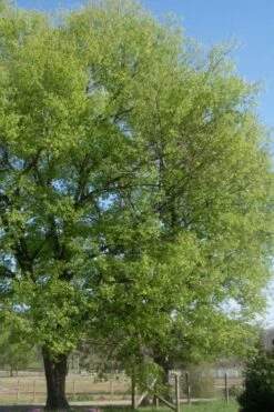 Sugarberry Tree (Celtis Laevigata) - 1 Gallon Pot