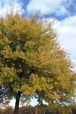 Sugarberry Tree (Celtis Laevigata) - 1 Gallon Pot -Cheap US Topiary Plant Store celtis laevigata sugarberry tree 2