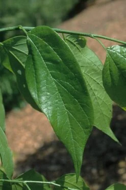 Sugarberry Tree (Celtis Laevigata) - 1 Gallon Pot -Cheap US Topiary Plant Store celtis laevigata sugarberry tree 4